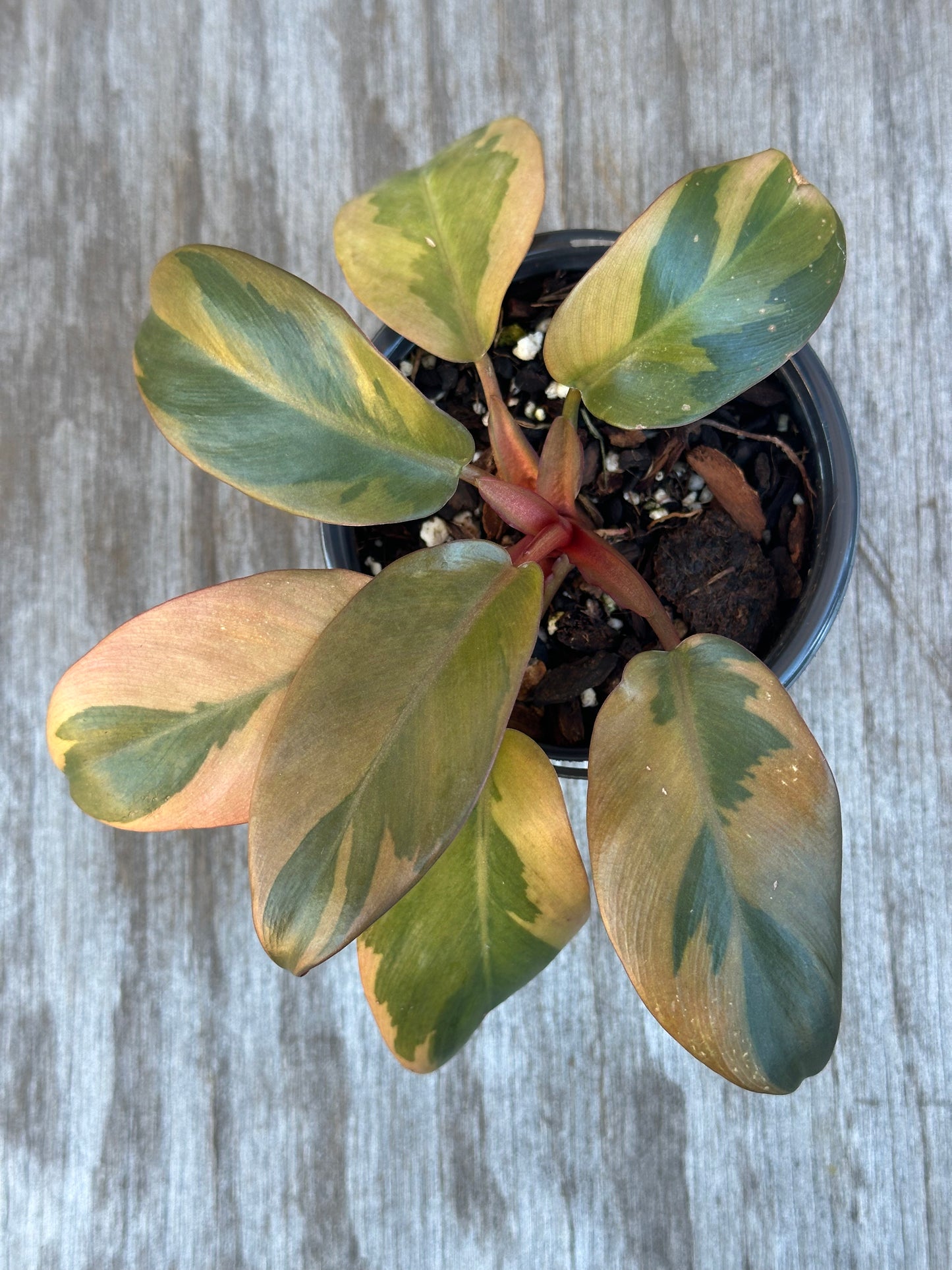 Philodendron Erubescens 'Black Cardinal' Variegated in a pot, showcasing its striking leaves. Perfect for tropical houseplant enthusiasts seeking rare varieties.