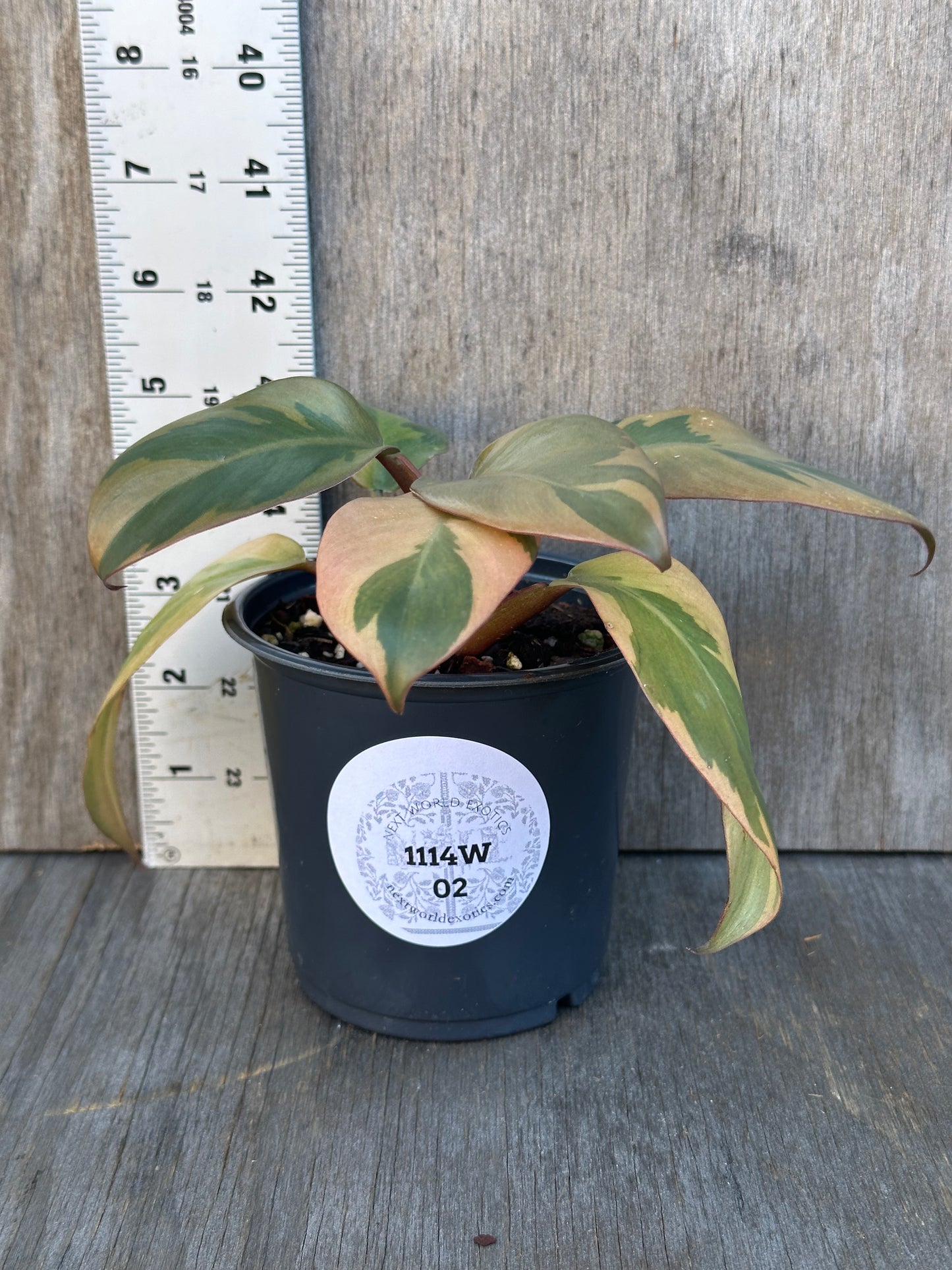 Philodendron Erubescens 'Black Cardinal' Variegated in a 4-inch pot with visible white label, showcased with a measuring tape for size reference.