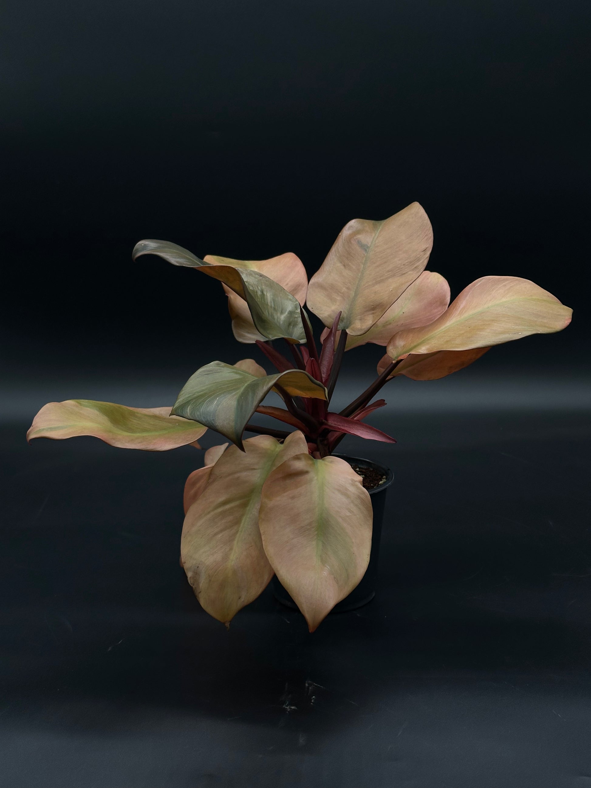 Philodendron Erubescens 'Black Cardinal' Variegated in a 4-inch pot, showcasing rare foliage, ideal for tropical houseplant enthusiasts and collectors.