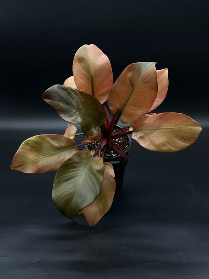 Philodendron Erubescens 'Black Cardinal' Variegated in a 4-inch pot, showcasing unique leaf patterns, ideal for exotic houseplant enthusiasts.