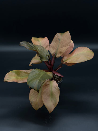 Philodendron Erubescens 'Black Cardinal' Variegated in a 4-inch pot, showcasing its unique foliage, available at Next World Exotics for rare plant collectors.