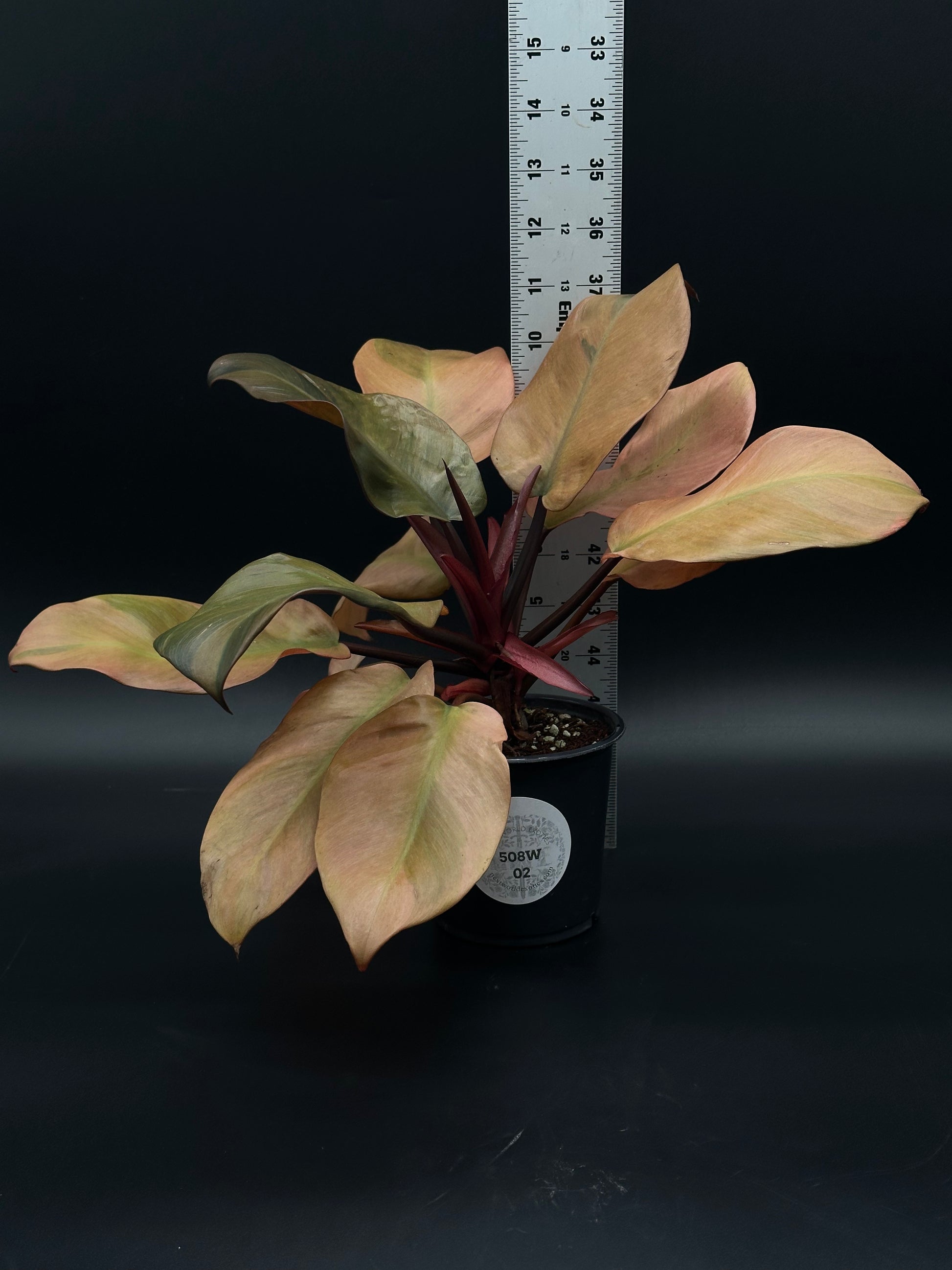 Philodendron Erubescens 'Black Cardinal' Variegated in a 4-inch pot, showcasing rare variegation, perfect for collectors of exotic houseplants.