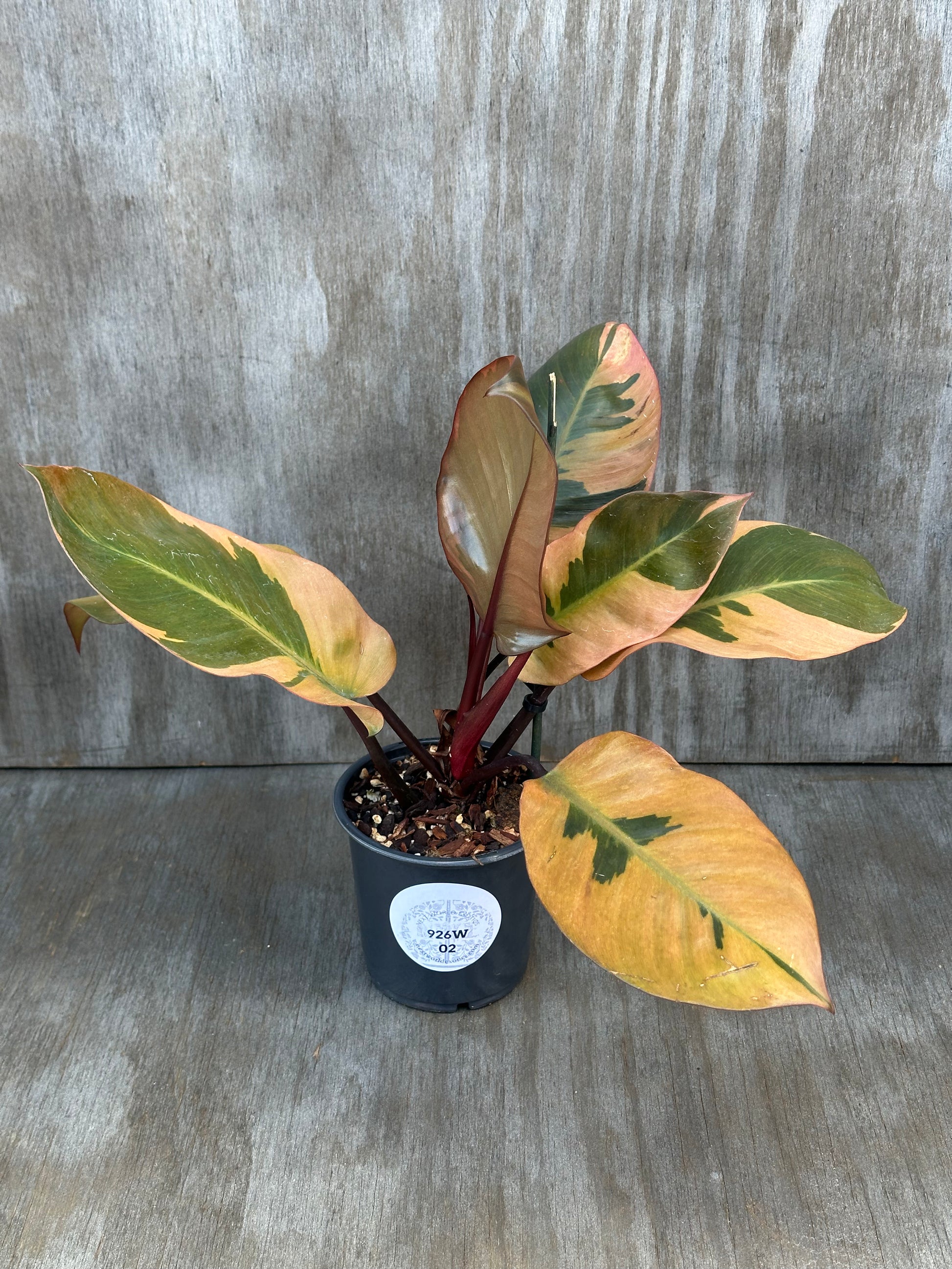 Philodendron Erubescens 'Black Cardinal' Variegated in a 4-inch pot with prominent yellow-green leaves and a visible white label. Rare tropical houseplant from Next World Exotics.