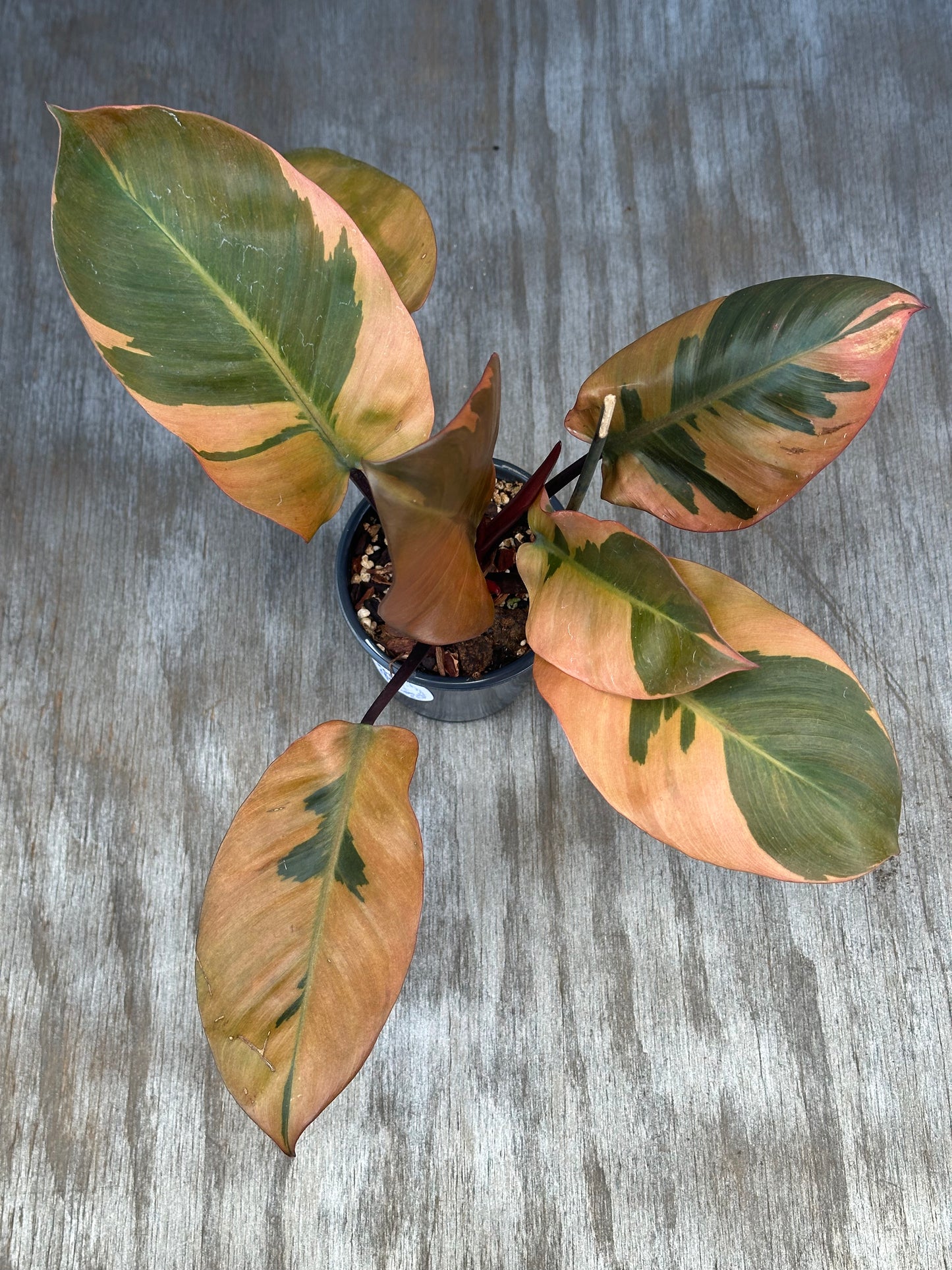 Philodendron Erubescens 'Black Cardinal' Variegated in a 4-inch pot, showcasing green and yellow variegated leaves.