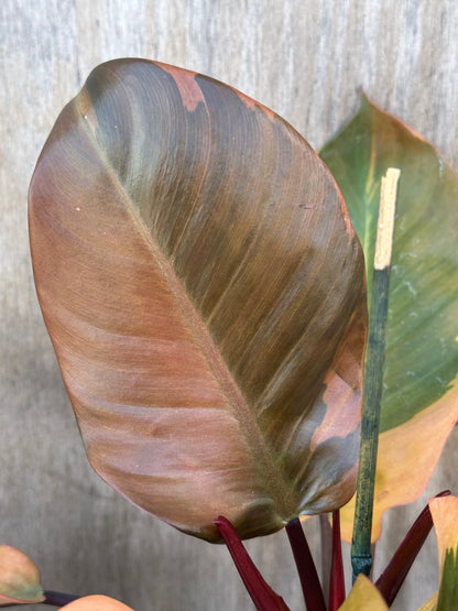 Close-up of a Philodendron Erubescens 'Black Cardinal' Variegated leaf, showcasing its unique variegation, in a 4-inch pot.