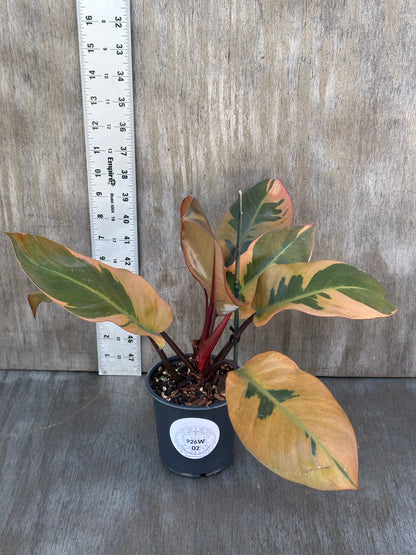 Philodendron erubescens 'Black Cardinal' Variegated in a 4-inch pot with detailed leaves, ideal for exotic houseplant collectors.