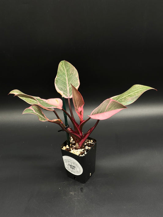 Philodendron Erubescens cv. 'Pink Princess Mutation' with glossy, lance-shaped leaves in a 2.25-inch square pot, supported by a stake.