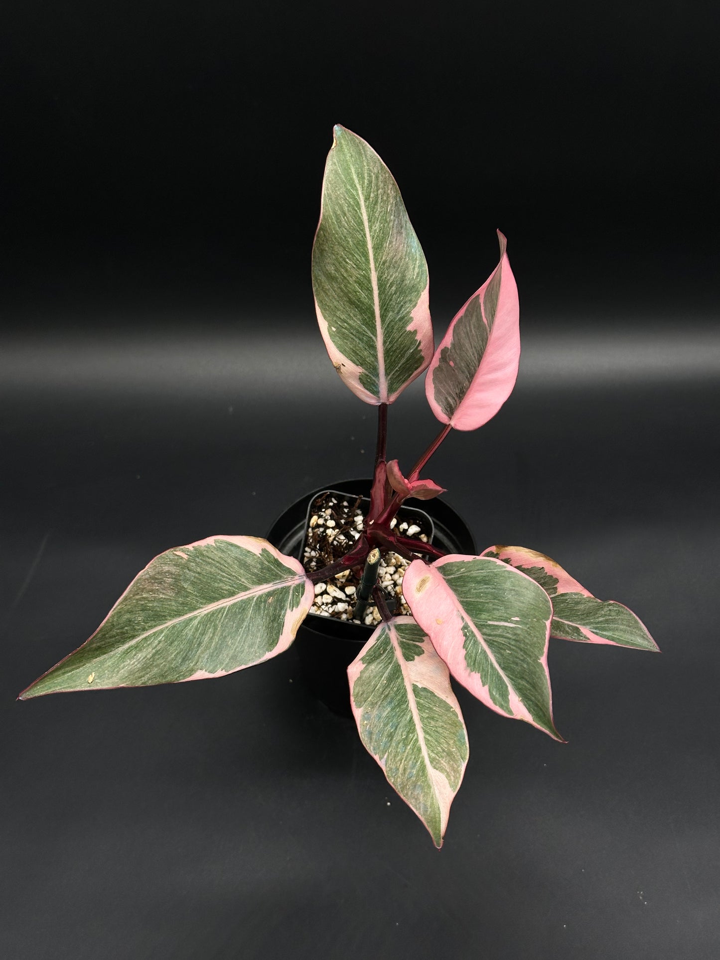 Philodendron Erubescens cv. 'Pink Princess Mutation' in a 2.25-inch black pot, featuring glossy variegated leaves with pink splashes and striped petioles.