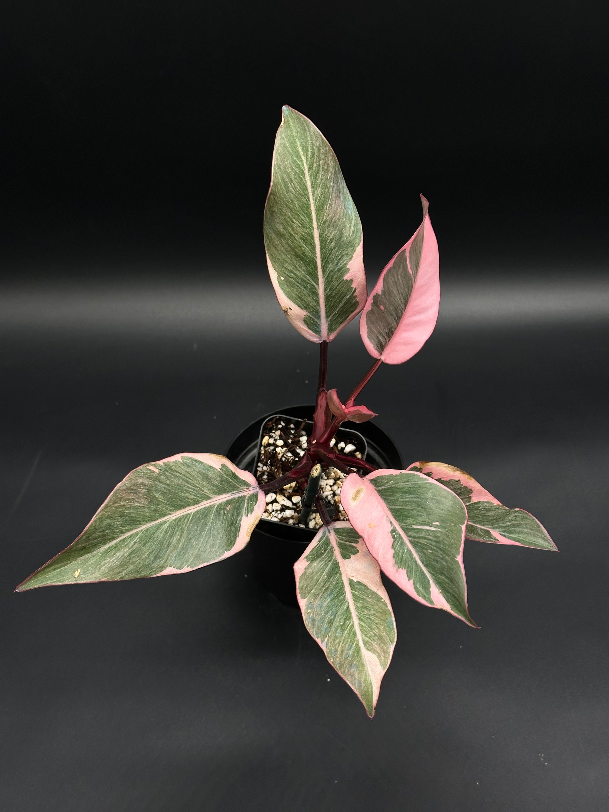 Philodendron Erubescens cv. 'Pink Princess Mutation' in a 2.25-inch black pot, featuring glossy variegated leaves with pink splashes and striped petioles.