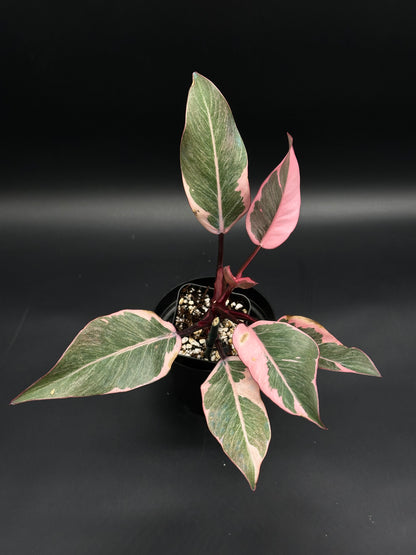 Philodendron Erubescens cv. 'Pink Princess Mutation' in a 2.25-inch black pot, featuring glossy variegated leaves with pink splashes and striped petioles.