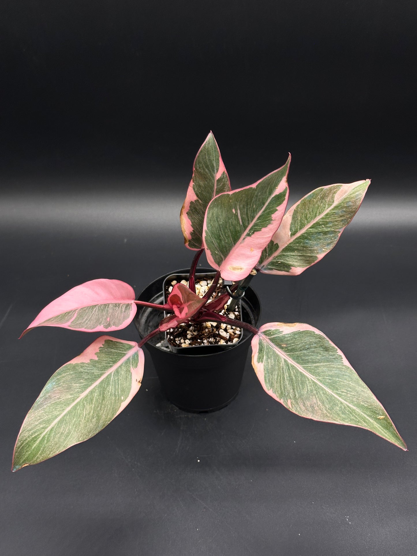 Philodendron Erubescens cv. 'Pink Princess Mutation' in a 2.25-inch pot, showcasing distinctive variegated pink and green leaves with striped petioles.