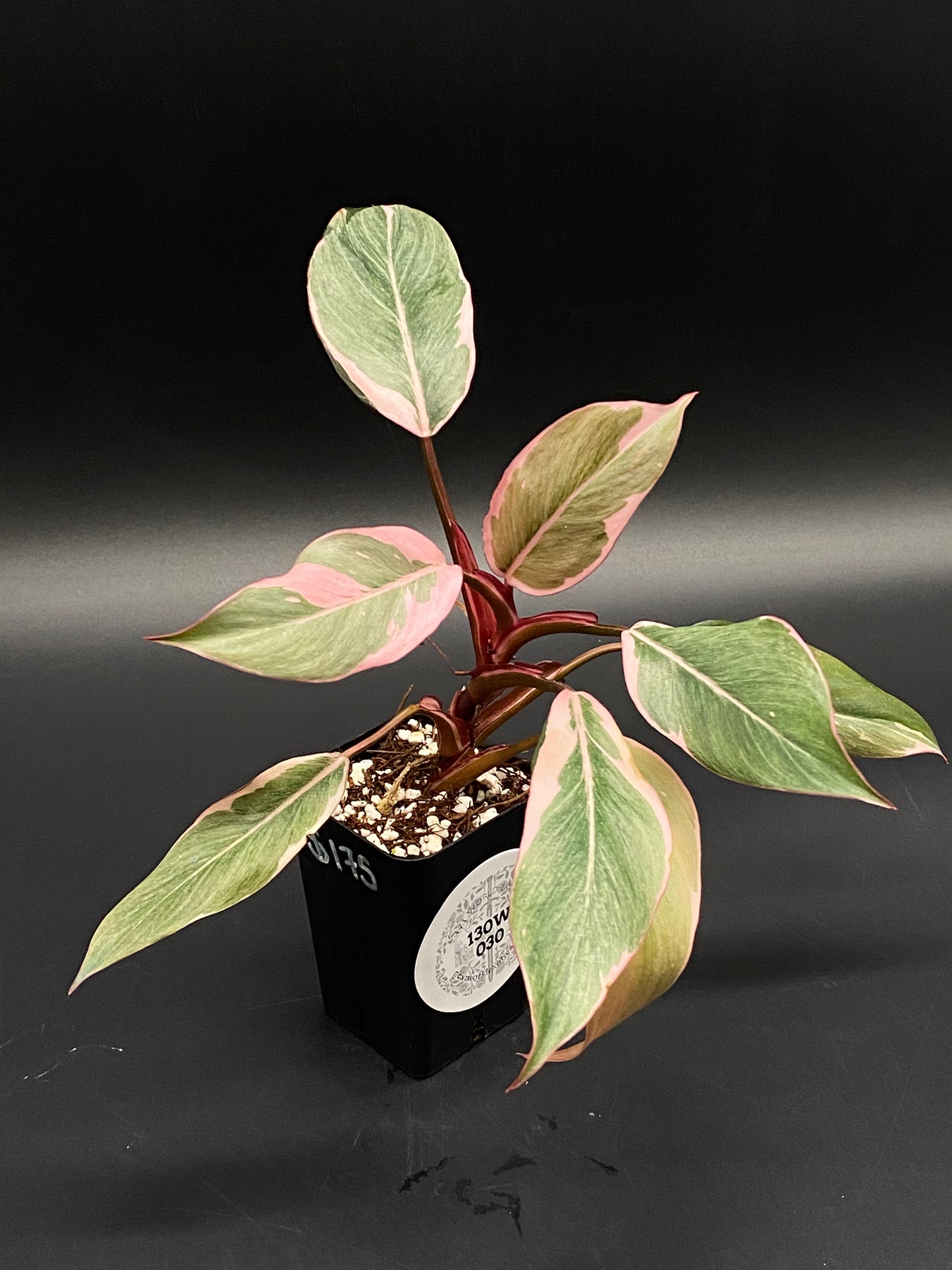 Philodendron Erubescens cv. 'Pink Princess Mutation' with variegated green, pink, and white leaves in a 2.25-inch black pot, featuring striped petioles.