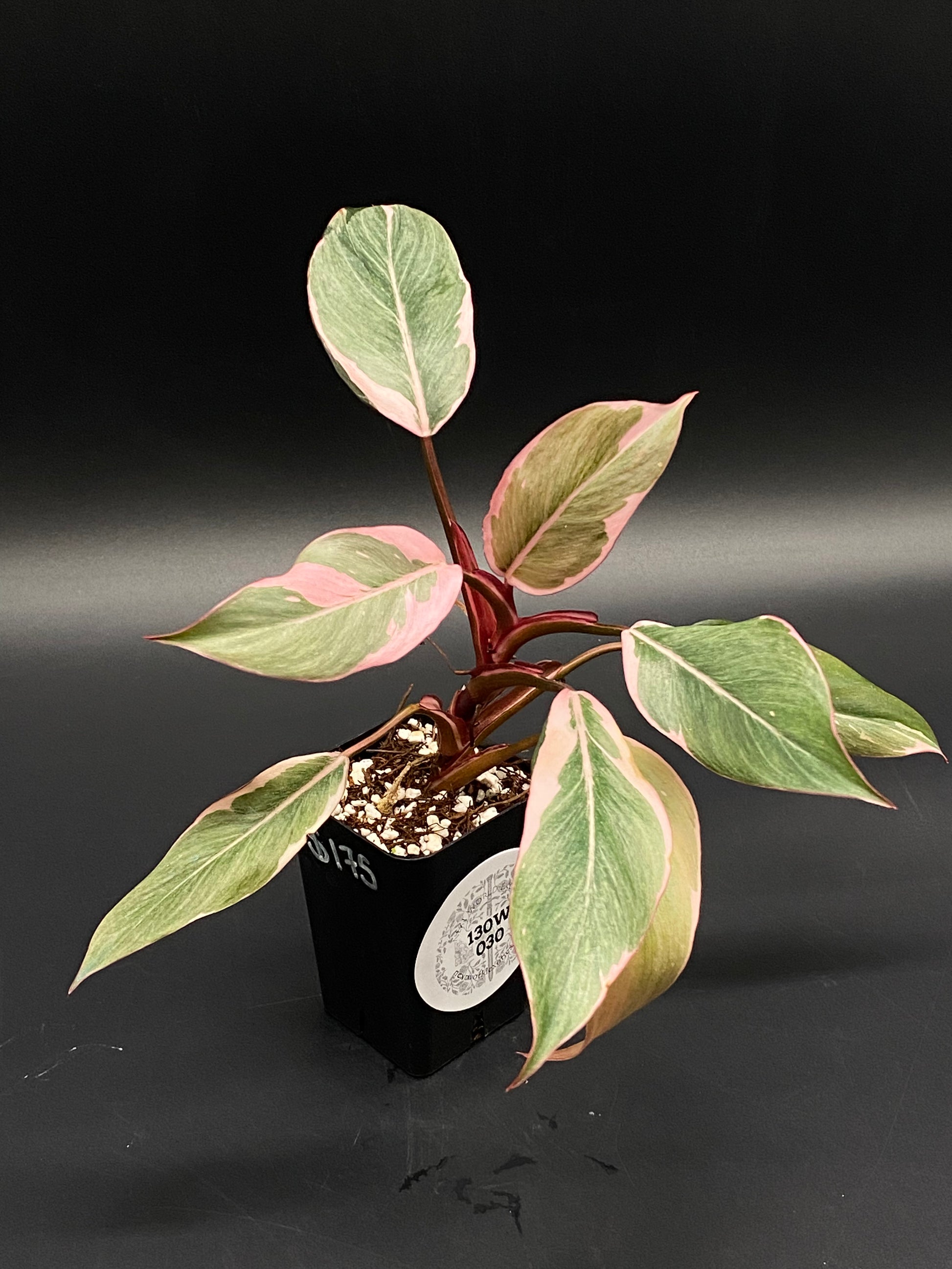 Philodendron Erubescens cv. 'Pink Princess Mutation' (130W030) – Next World  Exotics