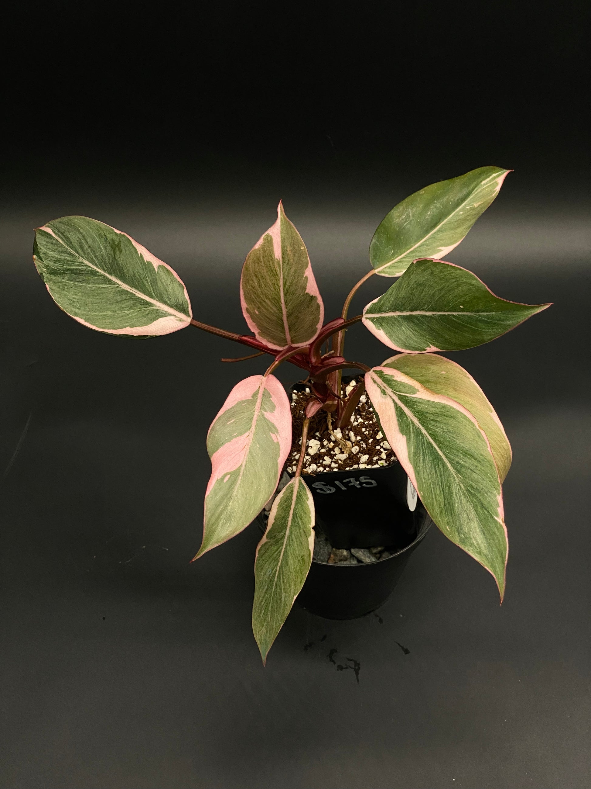 philodendron erubescens light of zartha Philodendron Erubescens cv. 'Pink Princess Mutation' (130W030) – Next World Exotics