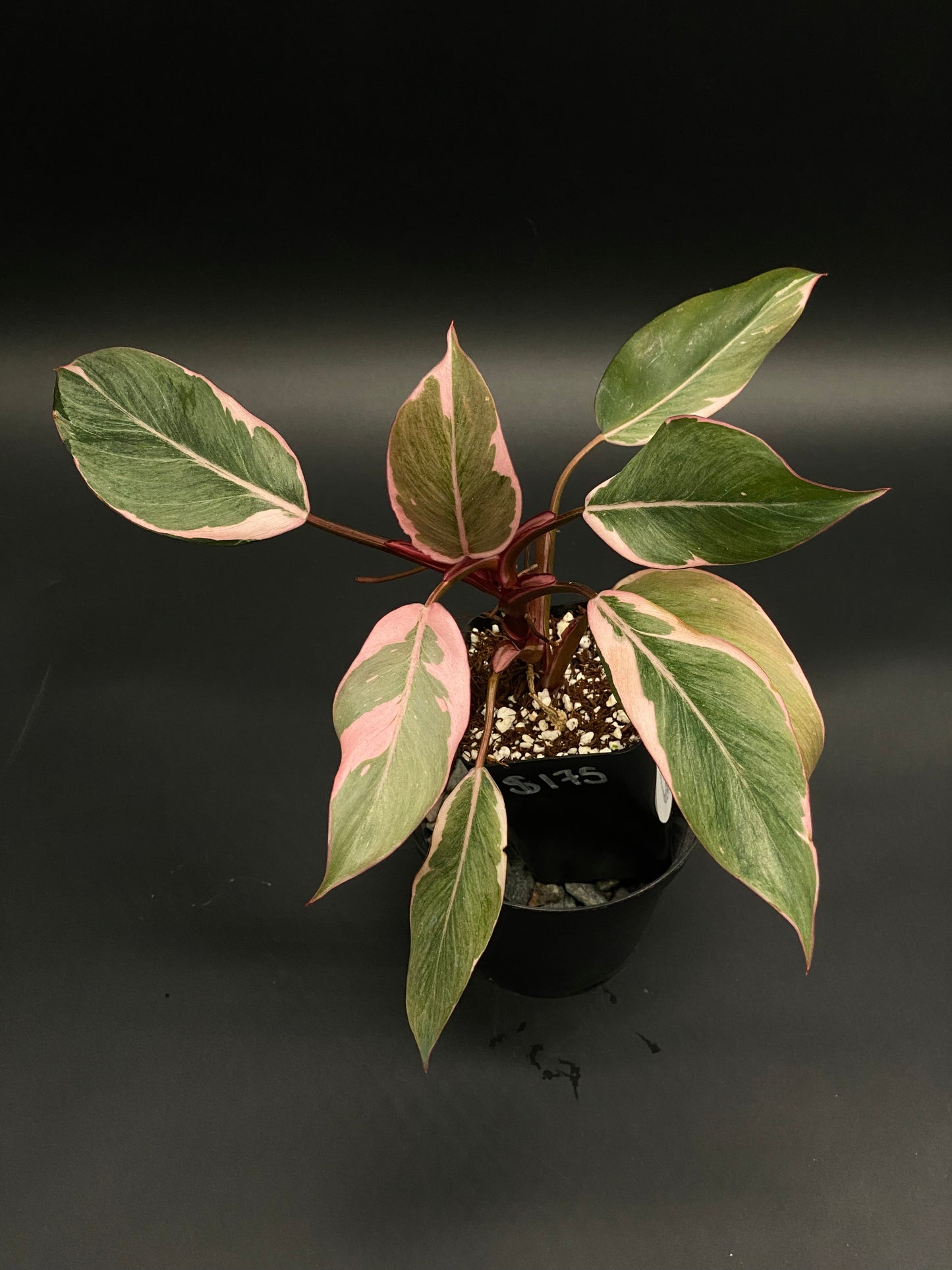 Philodendron Erubescens cv. 'Pink Princess Mutation' in a 2.25-inch pot, showcasing green-and-pink variegated leaves, perfect for exotic houseplant enthusiasts.