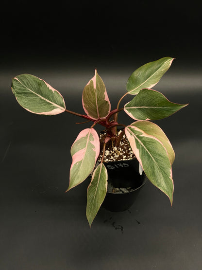 Philodendron Erubescens cv. 'Pink Princess Mutation' in a 2.25-inch pot, showcasing green-and-pink variegated leaves, perfect for exotic houseplant enthusiasts.