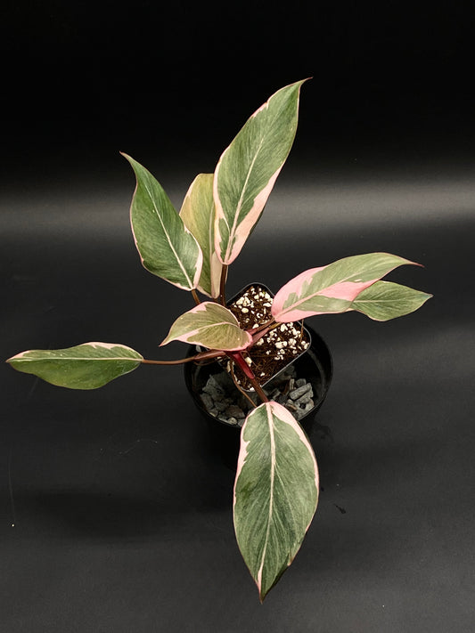Philodendron Erubescens cv. 'Pink Princess Mutation' in a 4-inch black pot, showcasing mottled green and pink lance-shaped leaves with a well-draining mix.