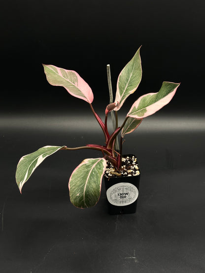 Philodendron Erubescens cv. 'Pink Princess Mutation' (130W010) in a black pot, featuring striking pink and green marbled leaves, ideal for exotic plant enthusiasts.
