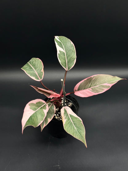 Philodendron Erubescens cv. 'Pink Princess Mutation' in a 4-inch pot, showcasing variegated pink-and-green foliage with green centers and cream-pink edges.