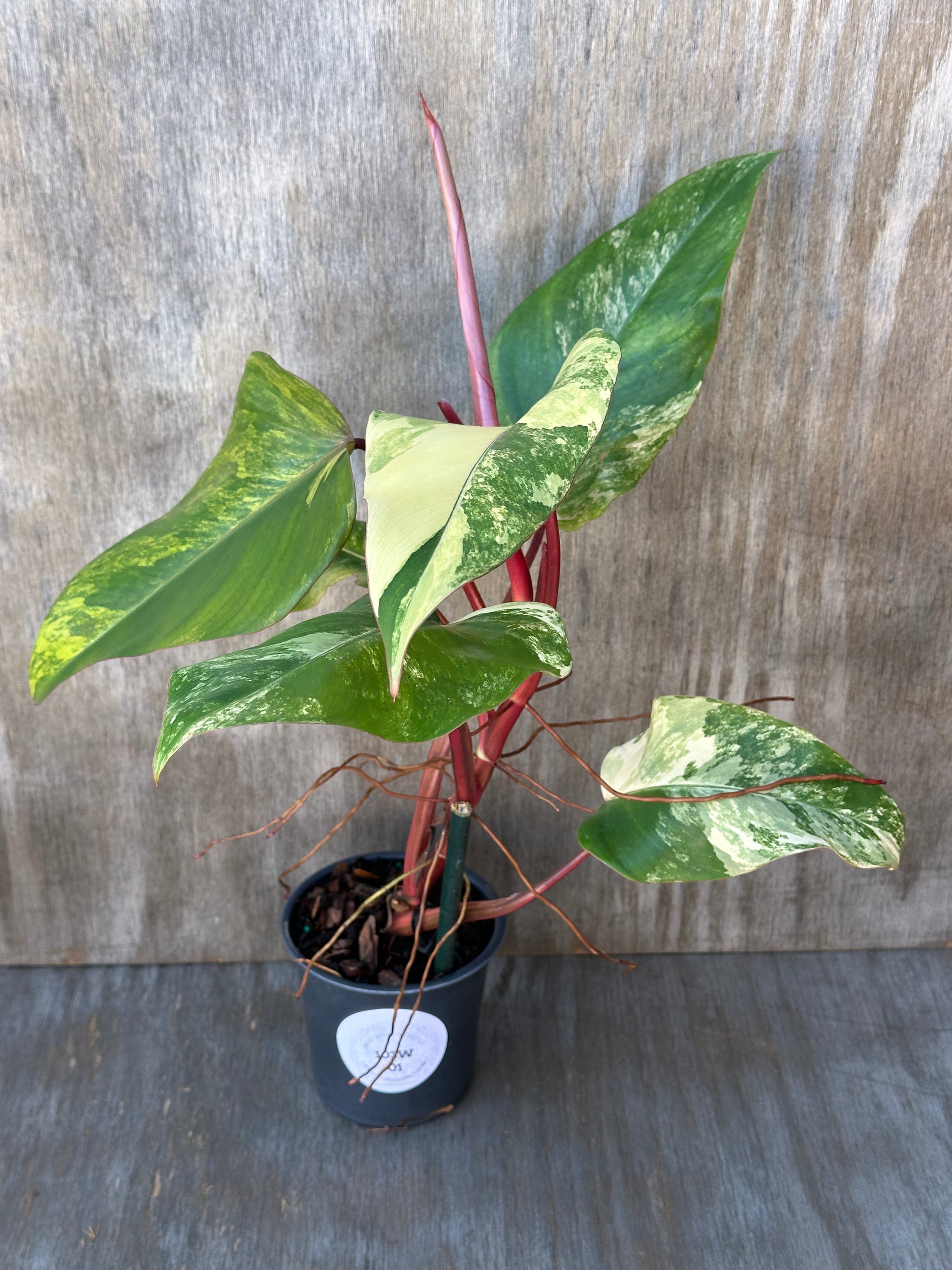 Philodendron Erubescens cv. 'Strawberry Shake' Variegated in a 4-inch pot, showcasing its green and white variegated leaves.