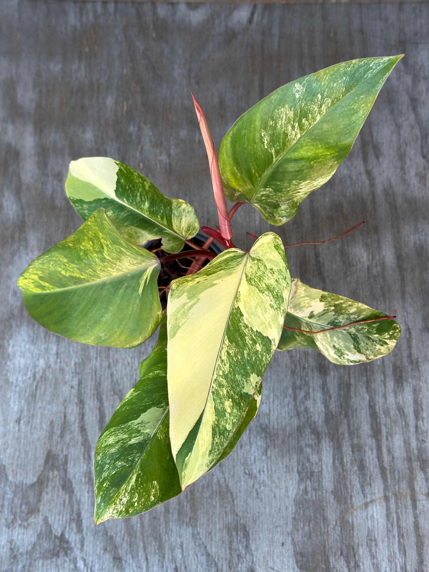 Philodendron Erubescens cv. 'Strawberry Shake' Variegated in a 4-inch pot, showcasing lush green and white leaves with hints of pink stems.