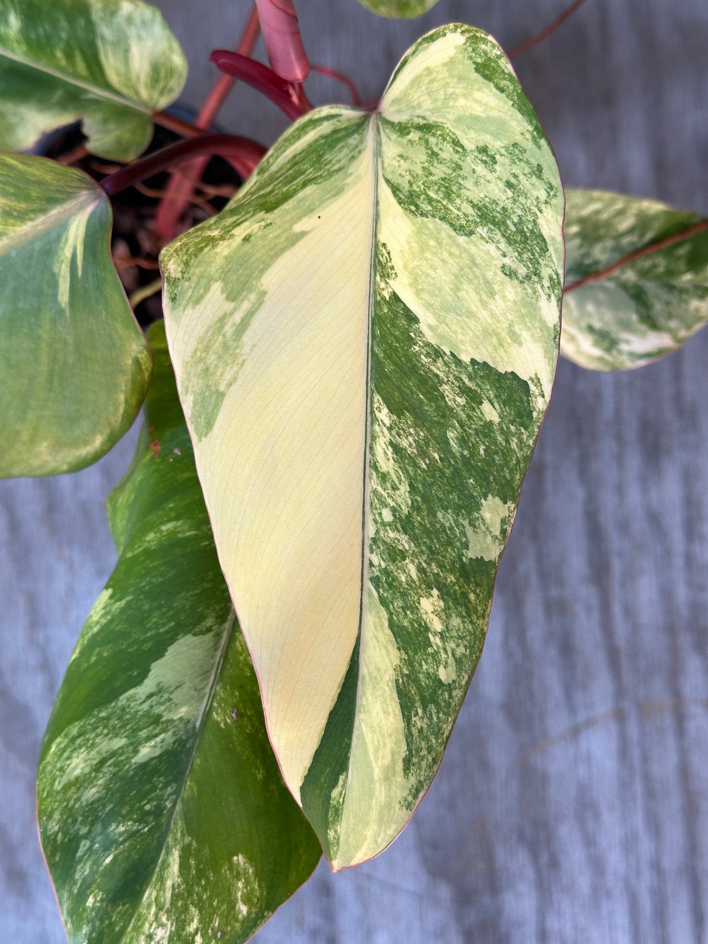 Close-up of Philodendron Erubescens cv. 'Strawberry Shake' variegated leaf in a 4-inch pot.