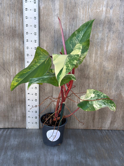 Philodendron Erubescens cv. 'Strawberry Shake' Variegated in a 4-inch pot next to a ruler, showcasing its size.