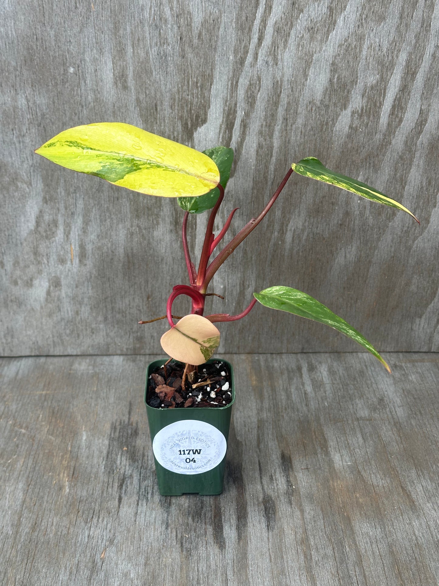 Philodendron Erubescens cv. 'Strawberry Shake' Variegated in a 4-inch pot, showcasing lush foliage, ideal for tropical houseplant enthusiasts.