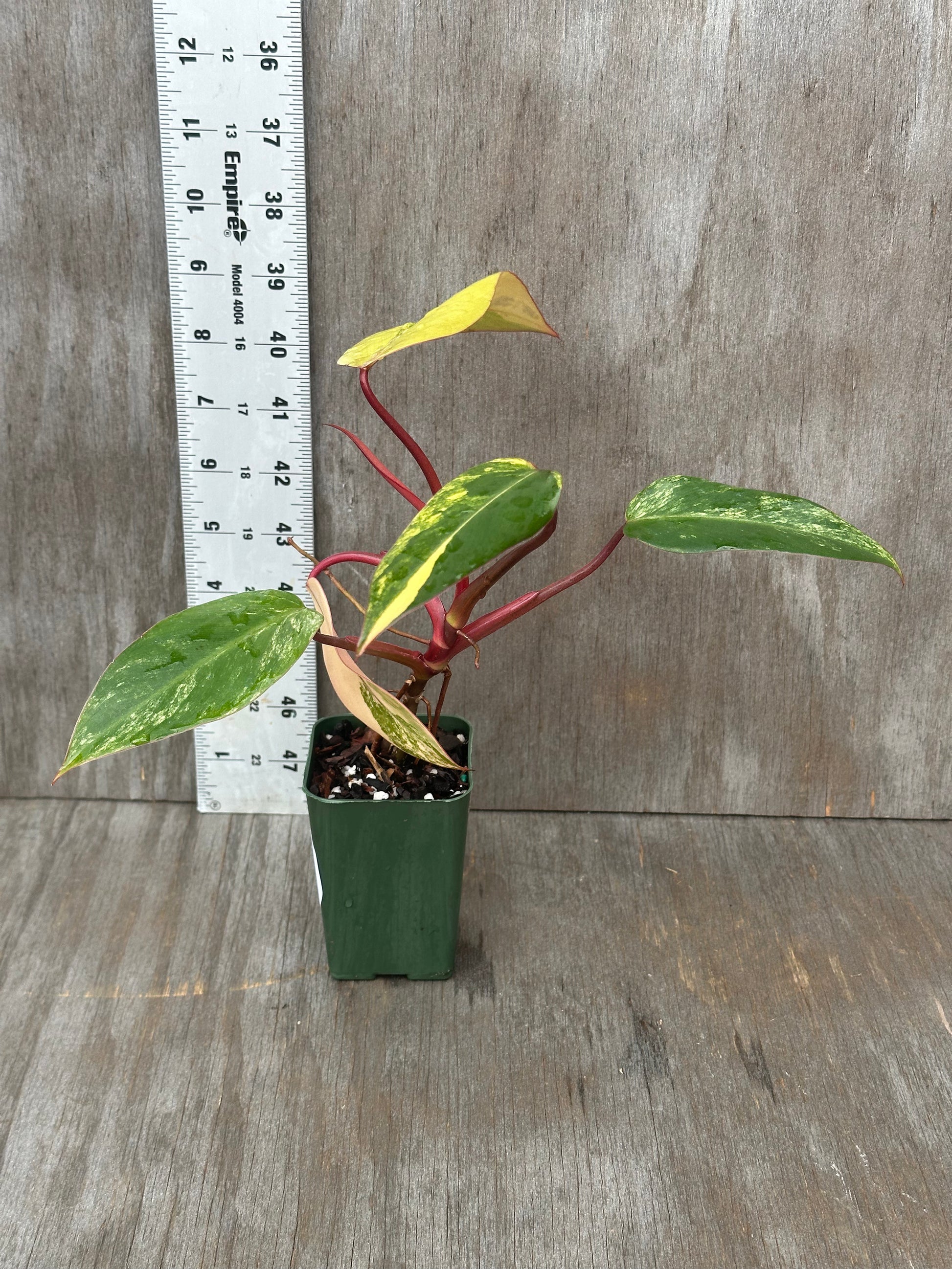 Philodendron Erubescens cv. 'Strawberry Shake' Variegated in a 4-inch pot, showcasing its unique variegated leaves, available at Next World Exotics.