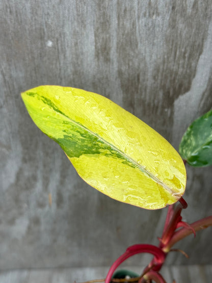 Philodendron Erubescens cv. 'Strawberry Shake' variegated plant in a 4-inch pot, showcasing detailed leaf patterns, perfect for exotic houseplant enthusiasts.