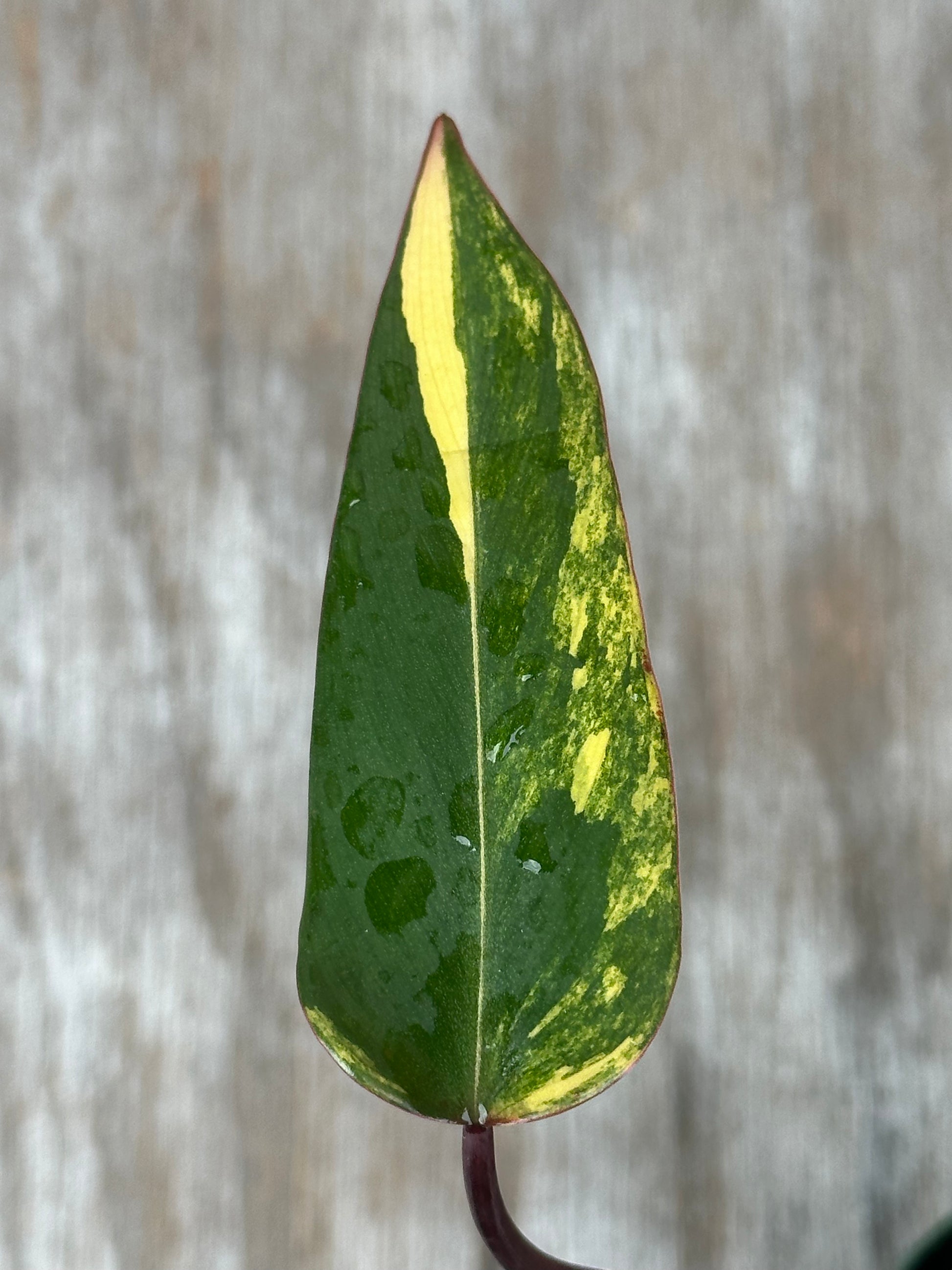 Philodendron Erubescens cv. 'Strawberry Shake' Variegated in a 4-inch pot, showcasing its distinctively variegated foliage, ideal for plant collectors and enthusiasts.