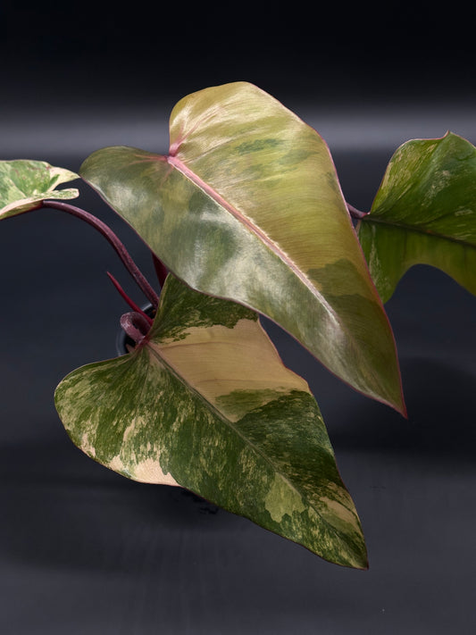 Philodendron Erubescens cv. 'Strawberry Shake' Variegated in a small pot, showcasing its unique variegated leaves, perfect for exotic houseplant enthusiasts.