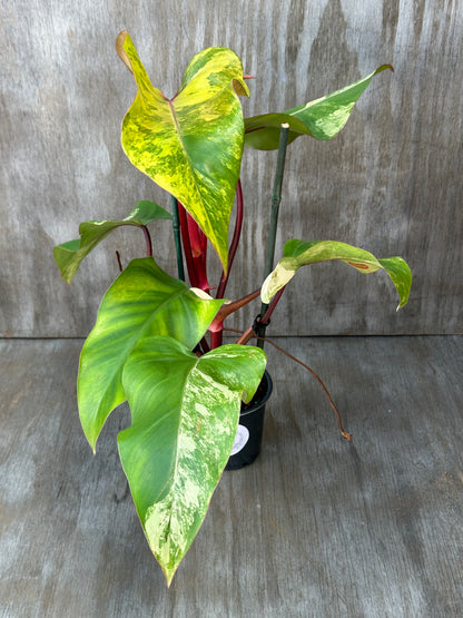 Philodendron Erubescens cv. 'Strawberry Shake' variegated plant in a 4-inch pot, showcasing green and yellow leaves.