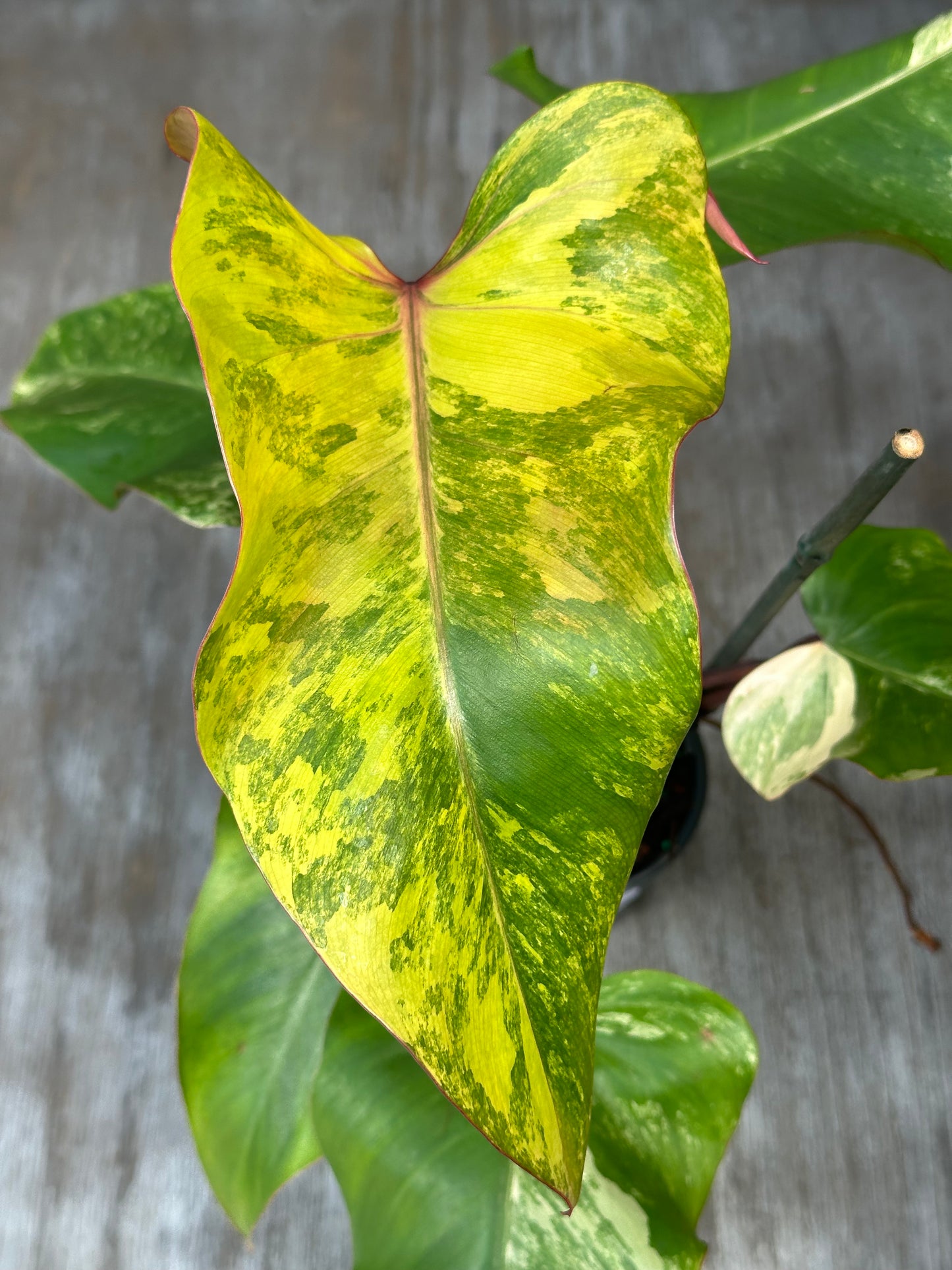 Close-up of a variegated Philodendron Erubescens cv. 'Strawberry Shake' leaf in a 4-inch pot, showcasing its unique patterns.