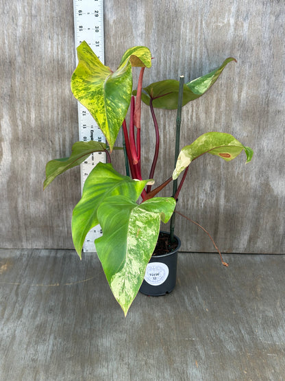 Philodendron Erubescens cv. 'Strawberry Shake' variegated plant in a 4-inch pot, showcasing lush green leaves. Rare tropical houseplant from Next World Exotics.