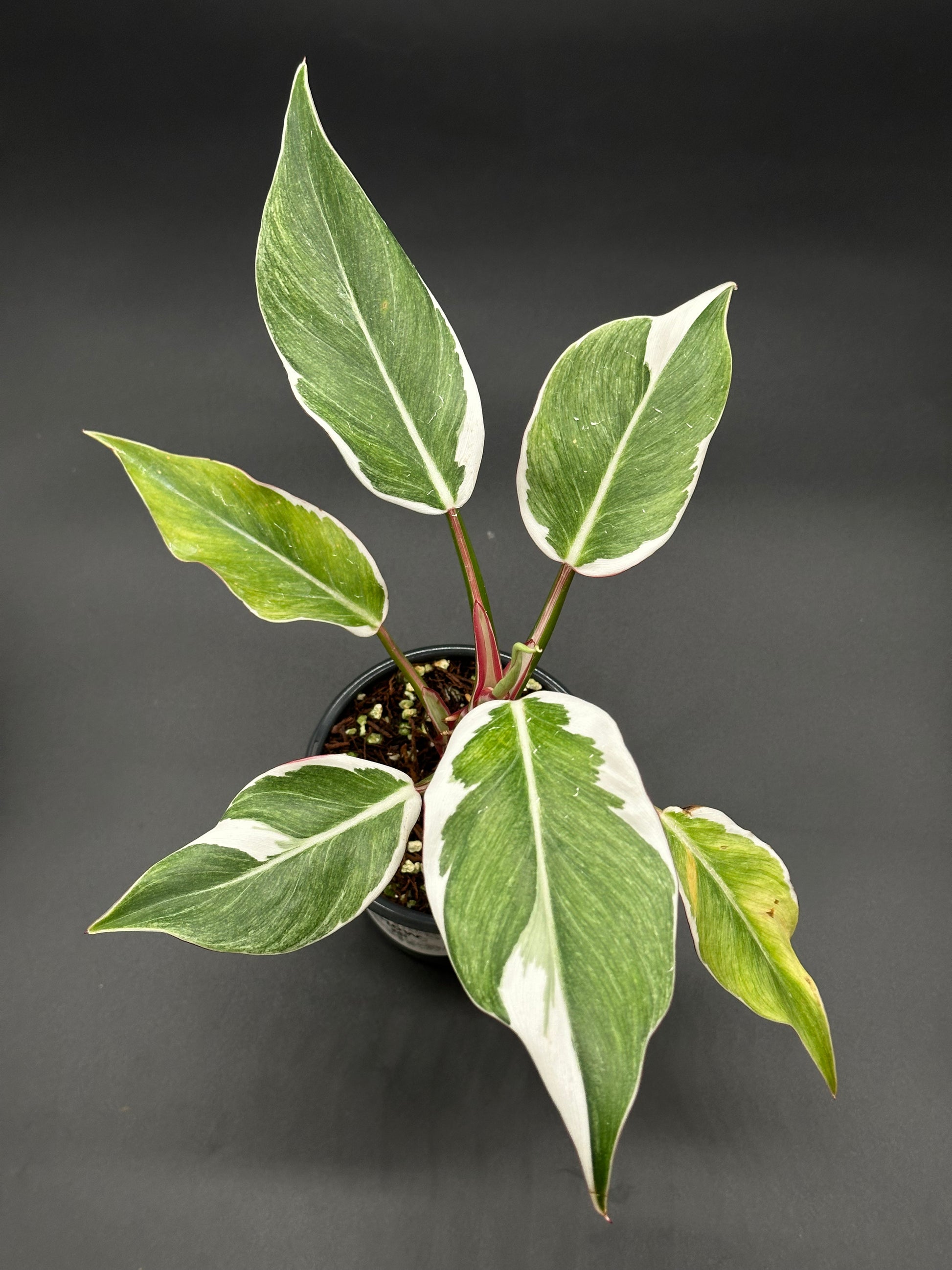 Philodendron Erubescens cv. 'White Knight' Mutation plant in a pot, showcasing its distinctive variegated leaves with close-up details of the foliage.