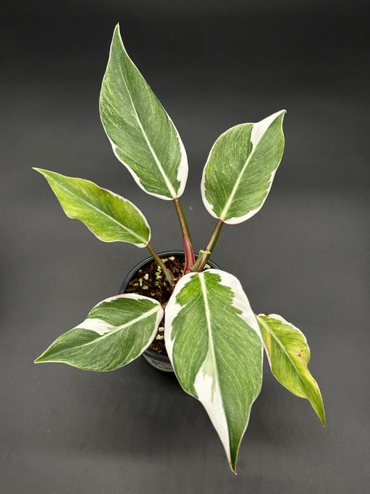 Philodendron Erubescens cv. 'White Knight' Mutation plant in a pot, showcasing its distinctive variegated leaves with close-up details of the foliage.