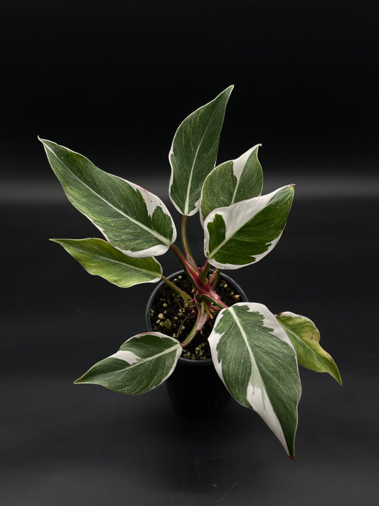Philodendron Erubescens cv. 'White Knight' Mutation in a 4-inch pot, showcasing distinctive striped petioles, available at Next World Exotics for rare plant enthusiasts.