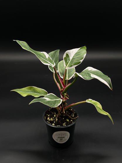 philodendron white fusion Philodendron Erubescens cv. 'White Knight' Mutation (508W07) – Next World Exotics