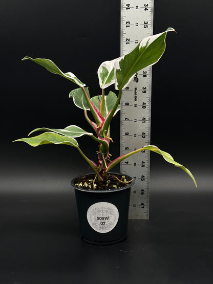 philodendron erubescens & 39 Philodendron Erubescens cv. 'White Knight' Mutation (508W07)