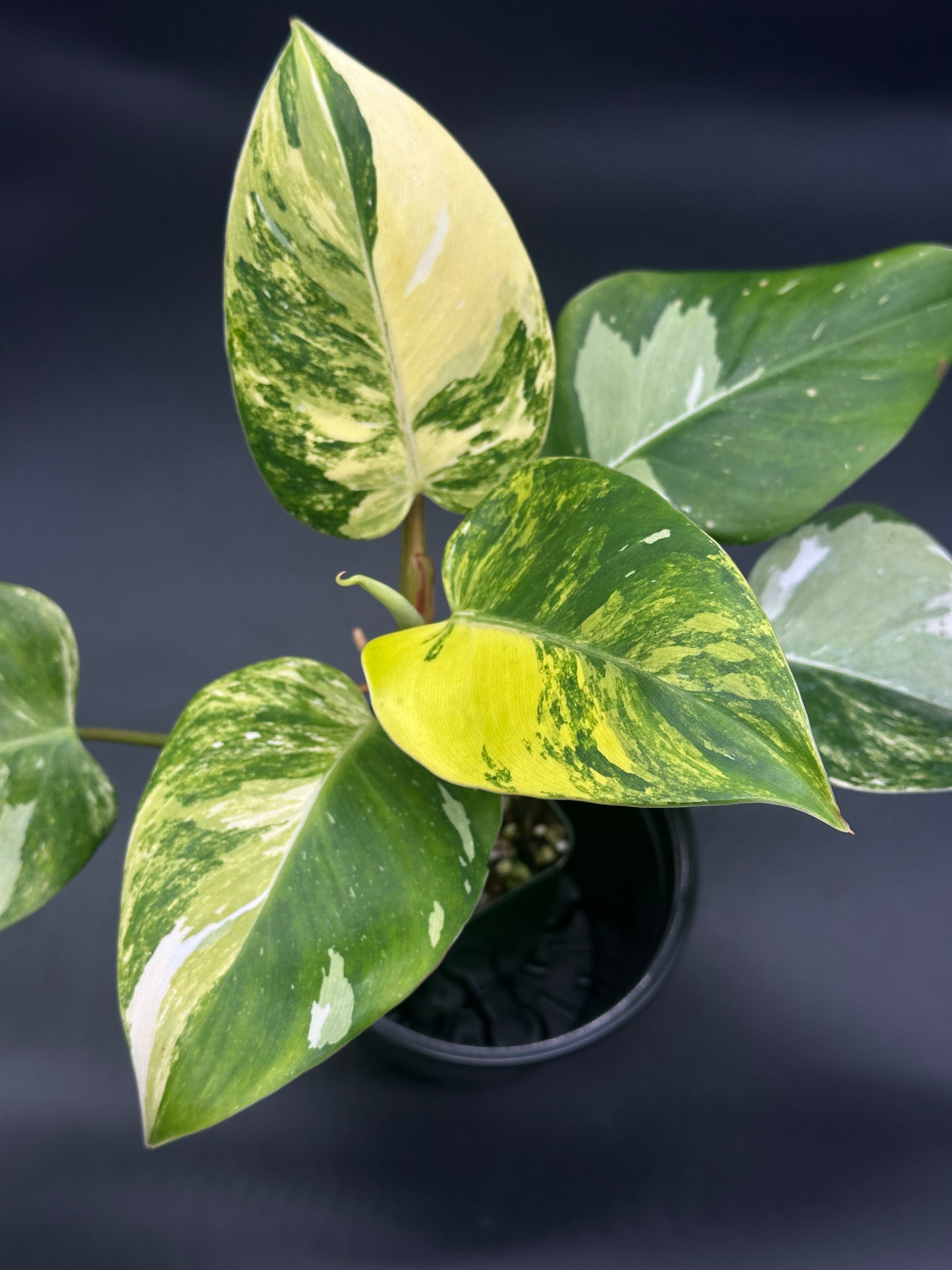 Philodendron erubescens cv. 'White Princess Aurea' showcasing lush, variegated foliage close-up, ideal for exotic houseplant enthusiasts seeking rare, tropical beauty.