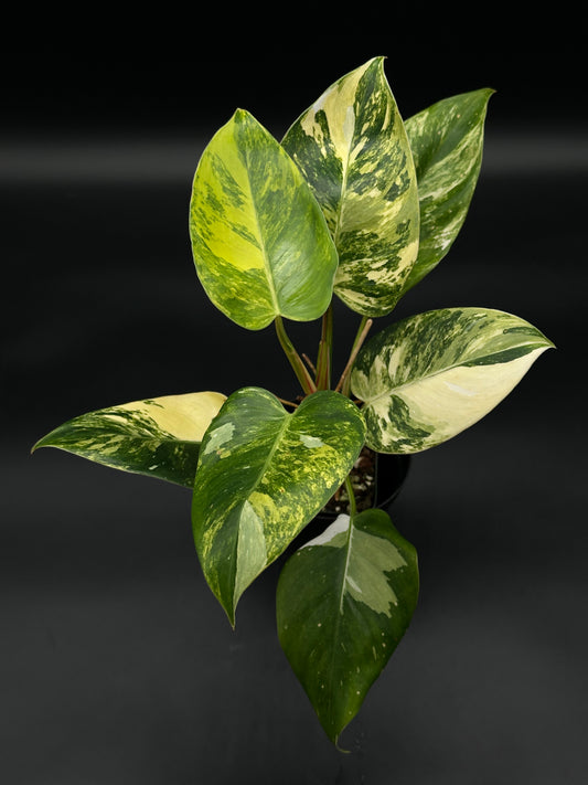 Philodendron erubescens cv. 'White Princess Aurea' in a 2.25-inch pot, showcasing vibrant variegated leaves, ideal for exotic houseplant enthusiasts.