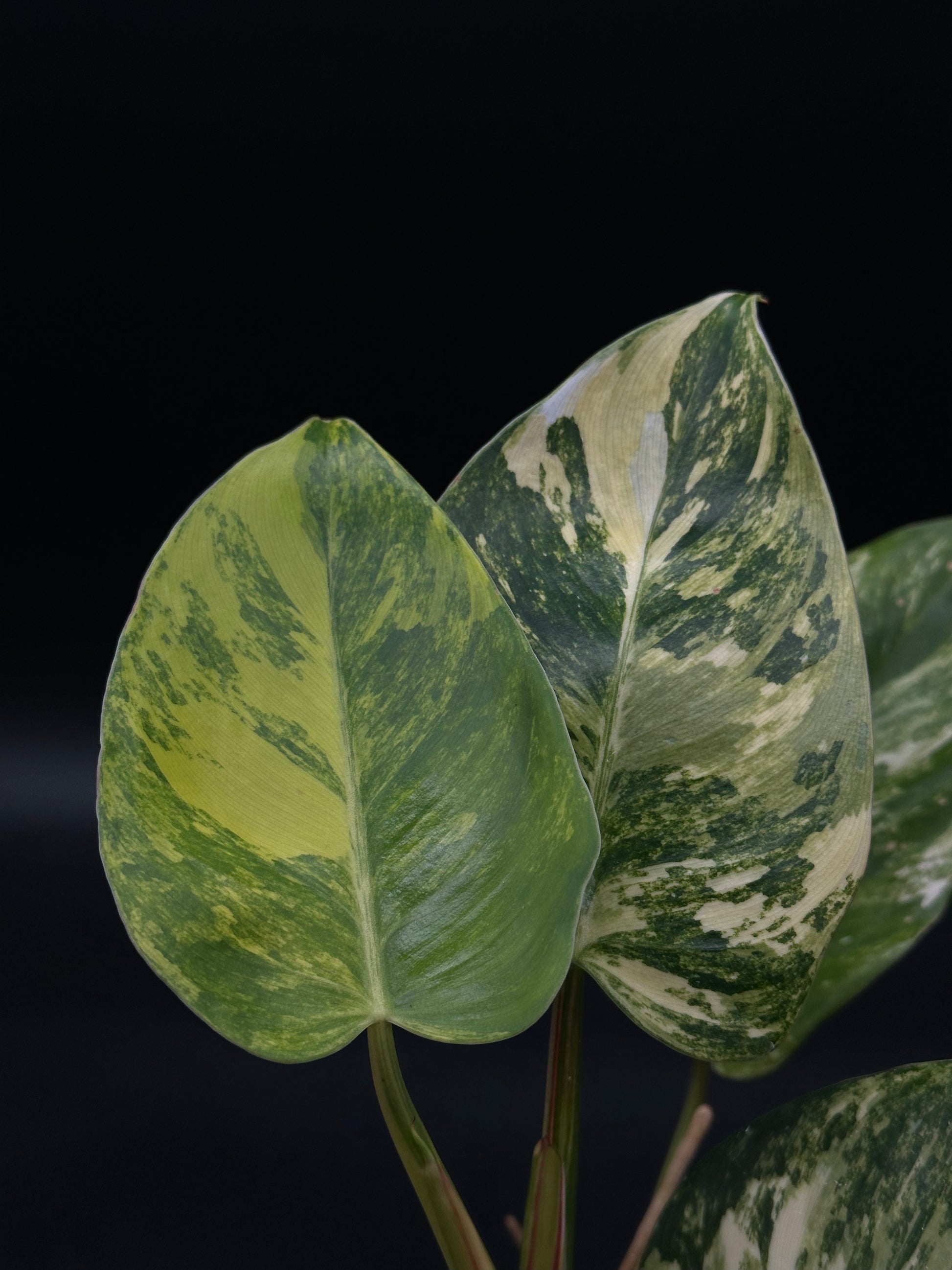 Philodendron erubescens cv. 'White Princess Aurea' in a 2.25-inch pot, showcasing its rare, variegated leaves. Ideal for tropical houseplant enthusiasts.