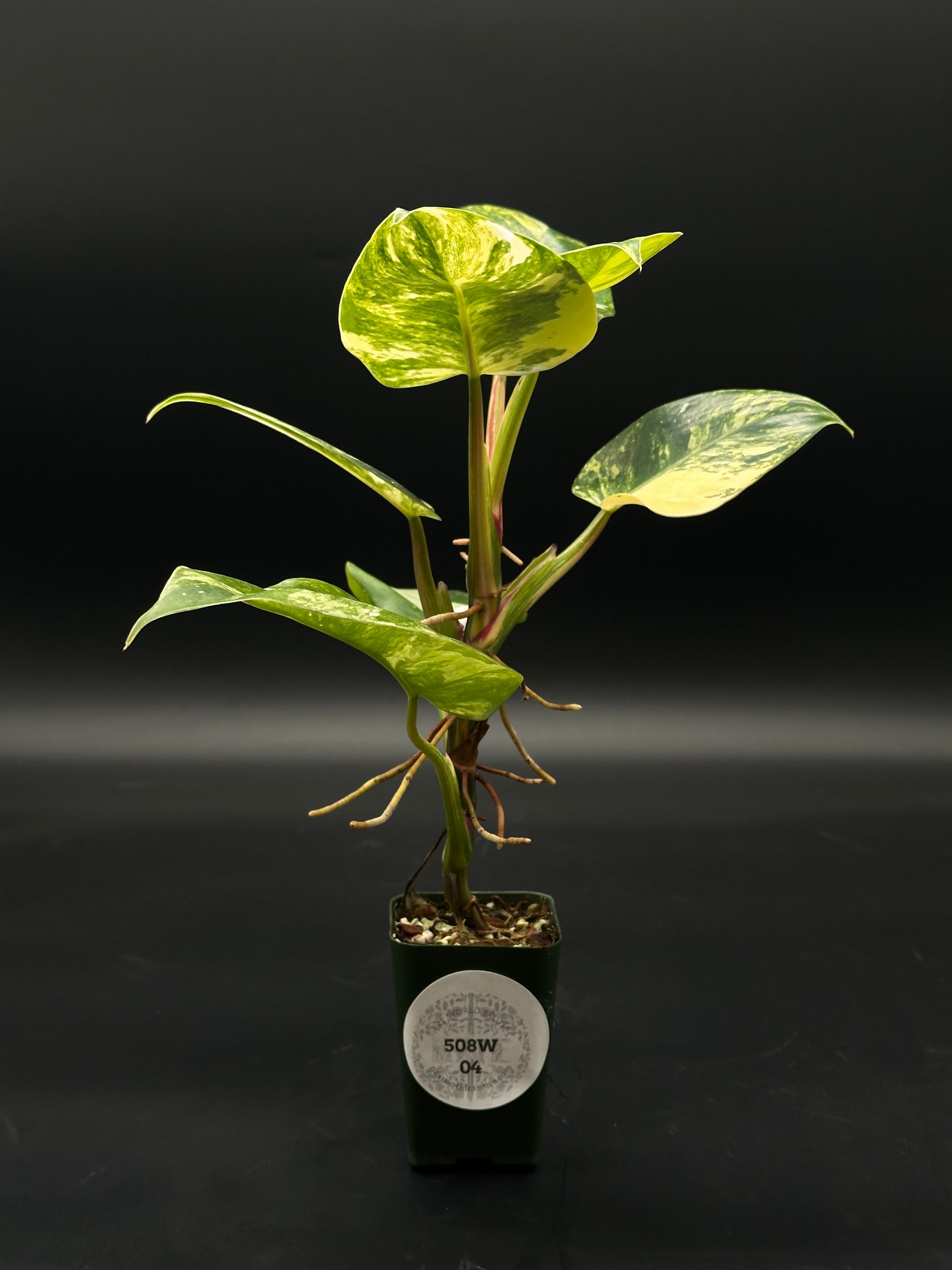 Philodendron erubescens cv. 'White Princess Aurea' in a 2.25-inch pot, featuring distinctive, brightly variegated leaves. Perfect for rare plant enthusiasts and collectors.