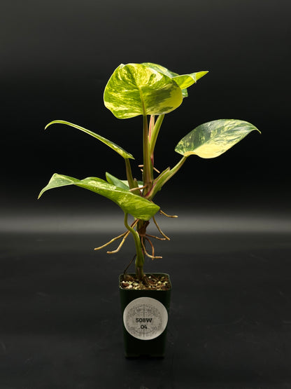 Philodendron erubescens cv. 'White Princess Aurea' in a 2.25-inch pot, featuring distinctive, brightly variegated leaves. Perfect for rare plant enthusiasts and collectors.