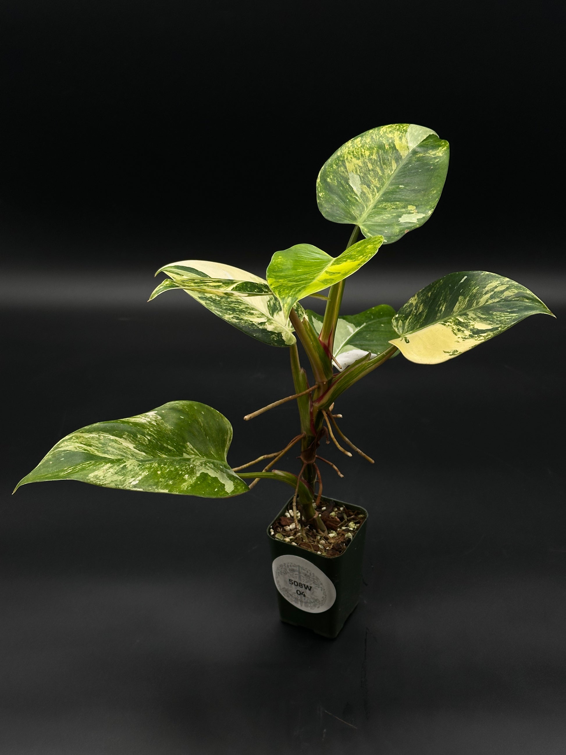 Philodendron erubescens cv. 'White Princess Aurea' in a 2.25-inch pot, showcasing its rare, vibrant leaves. A unique addition for exotic houseplant enthusiasts.