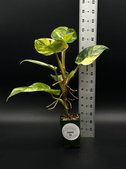 Philodendron erubescens cv. 'White Princess Aurea' in a 2.25-inch pot, showcasing rare, vibrant foliage, perfect for collectors of exotic variegated houseplants.
