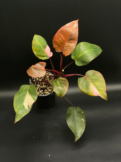 Philodendron Erubescens 'Persimmon Princess' in a 4-inch pot, showcasing dark green leaves with pink splashes and reddish stems, ideal for rare plant collectors.
