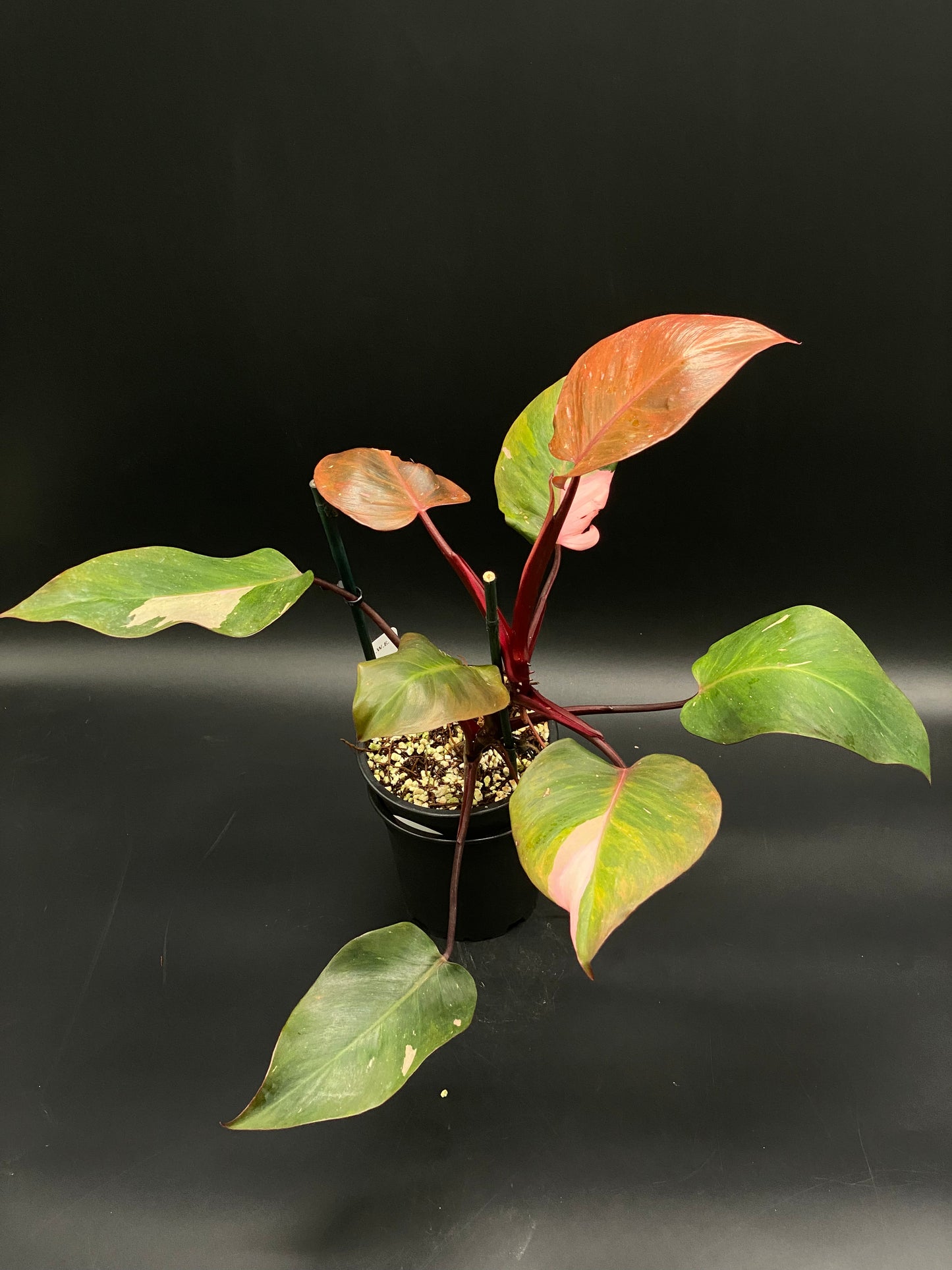 Philodendron Erubescens 'Persimmon Princess' in a 4-inch black nursery pot, featuring reddish-purplish stems and heart-shaped, green and pink-mottled leaves.