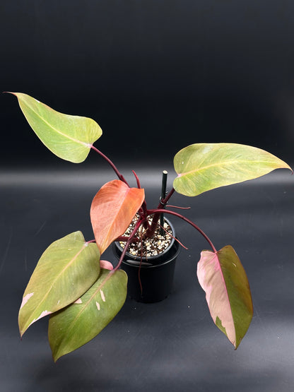 Philodendron Erubescens 'Persimmon Princess' in 4-inch pot, featuring large variegated pink and green leaves, reddish-purple stems, and supported by a stake.